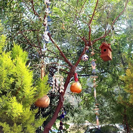 Shambala