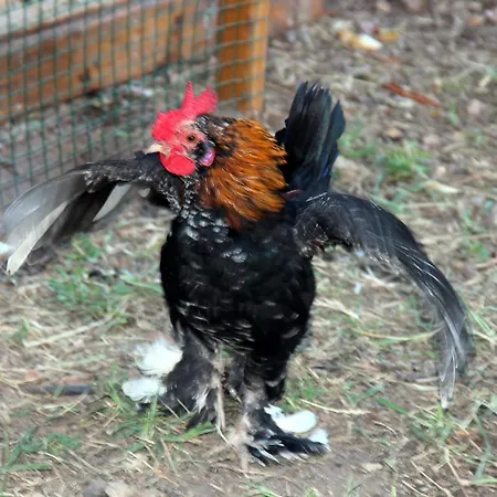 홈스테이 Shambala